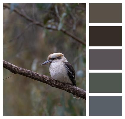 Kookaburra Laughing Kookaburra Dacelo Novaeguineae Image